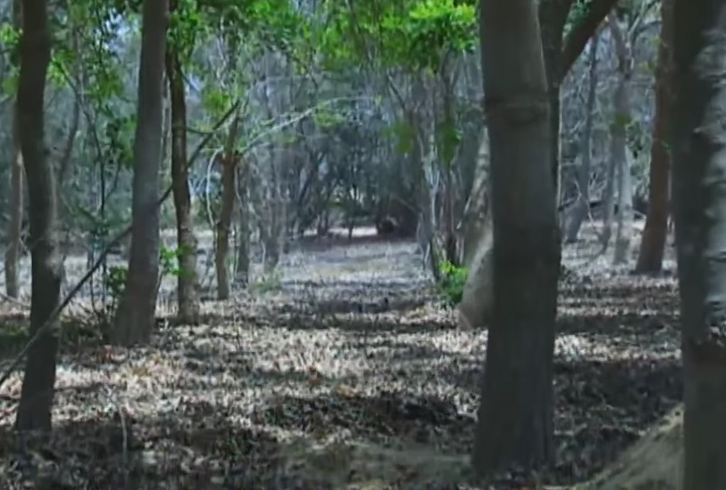 Egípcios plantam floresta no deserto usando efluentes de esgoto